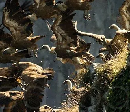 Playasonabia * Orinon