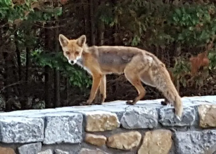 Playasonabia Apartmán *