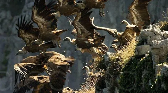 Playasonabia * Orinon